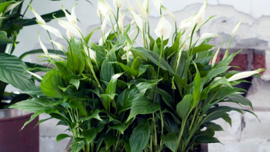 Просте добриво для «жіночого щастя», яке є на кожній кухні - чим підживити спатифілум