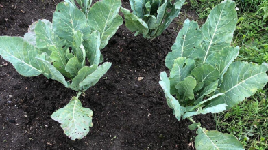 Секрет гарного врожаю: як правильно садити капусту навесні