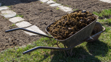 підживлення ґрунту навесні