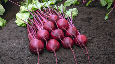 Найкращі сорти буряка для борщу і консервації: мають яскравий колір і солодкий смак