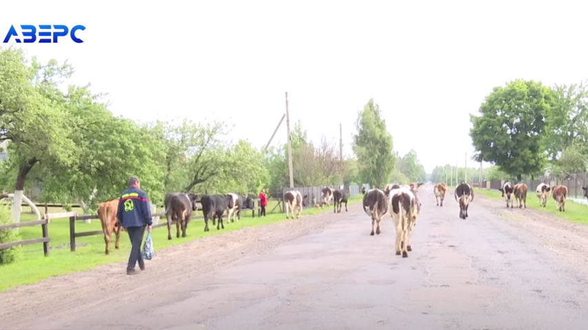«Виживаємо»: як змінюється сільське життя на волинському Поліссі