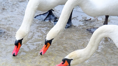 зимівля лебедів у селі Великий Олексин