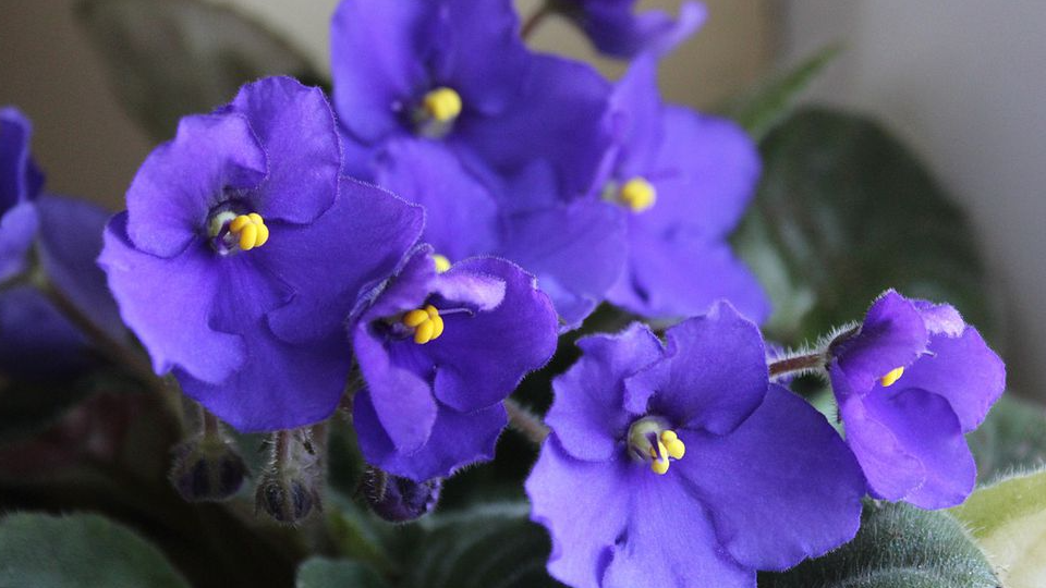 Фіалки зацвітуть як скажені: просте домашнє підживлення, яке справді працює