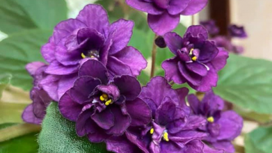 Чому в’януть фіалки? 5 причин та поради, як врятувати рослину