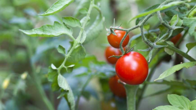 що посадити поруч з помідорами