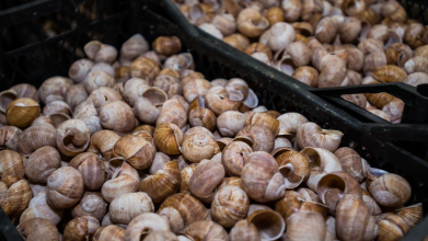 Скандал на Волині: серед лісу знайшли купу равликових панцирів