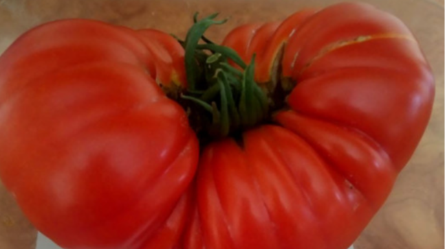 Волинянка виростила помідори-гіганти. Фото
