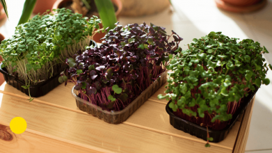 вирощування зелені вдома