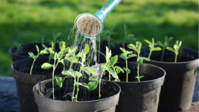 полив розсади