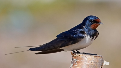чому зникають  ластівки