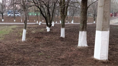 побілка дерев навесні