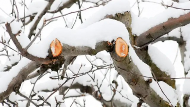 Обрізка дерев взимку