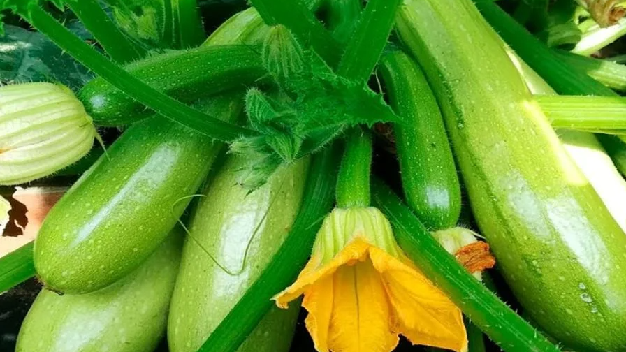 Як легко виростити величезні кабачки