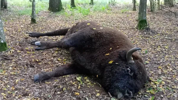Неподалік Луцька виявили загиблого червонокнижного зубра