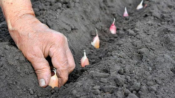 Посадіть озимий часник у ці дні листопада 2025, щоб отримати врожай величезних головок