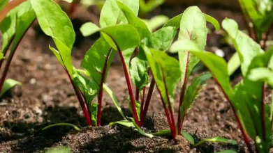 У які дні після Великодня треба садити моркву і буряк: інакше не вродять