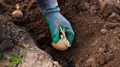 методи посадки картоплі