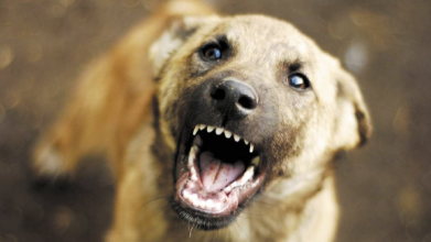 Відловити «Бублика»: лучани скаржаться на агресивних собак