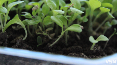 Світло, температура та загартовування: як виростити міцну розсаду на Волині