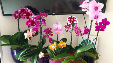 Лише ложка цього добрива - і орхідея випустить багато нових квітконосів: перевірений спосіб