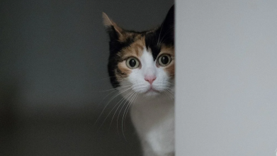 Чи потрібно закривати за собою двері: чому кішка ходить за вами в туалет