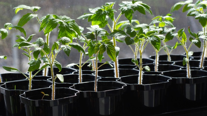 У чому обов’язково треба замочити насіння помідорів перед висіванням: отримаєте дуже ранні сходи