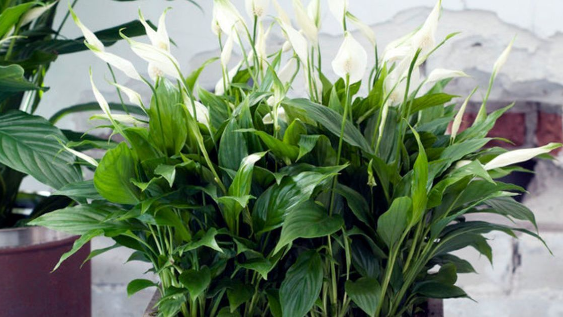 «Жіноче щастя» буде великим і квітучим: як і коли правильно пересаджувати спатифілум