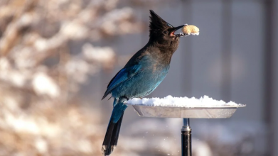 Тільки не ці 4 продукти: чим не можна годувати пташок взимку
