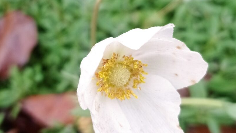 На Волині в листопаді розквітла весняна квітка