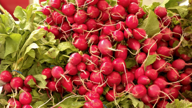 Коли садити редиску у відкритий ґрунт у 2026 році, щоб дуже швидко отримати врожай