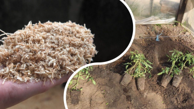 Тирса замість дорогих добрив: як зробити потужний стимулятор для рослин