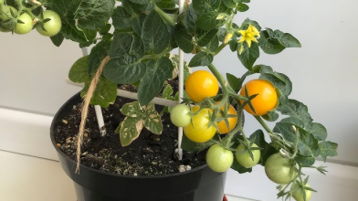 Як виростити помідори на підвіконні —  простий спосіб