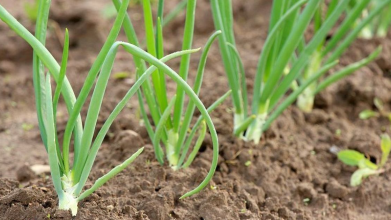 Підживлення озимої цибулі навесні