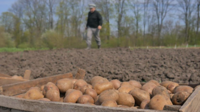 посадка картоплі, найкращі сорти картоплі