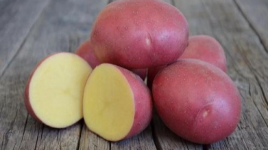 нові сорти картоплі