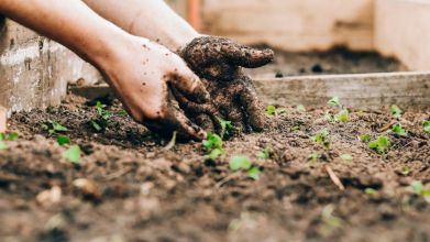 які квіти садити у квітні