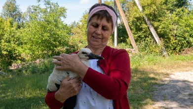 Волинянка врятувала і прихистила вдома лелеченя