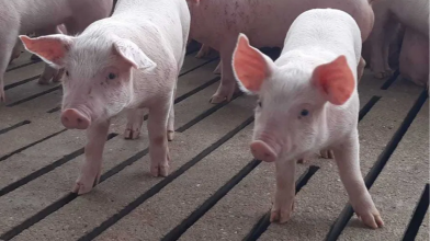 Ціна зросла: скільки коштують поросята на Волині
