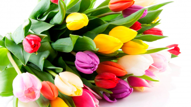 Букети з тюльпанів: ідеальний подарунок, що завжди доречний