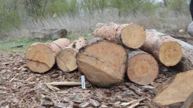 Двоє волинян зрізали в лісі 39 дерев і ледь не потрапили в тюрму на п’ять років