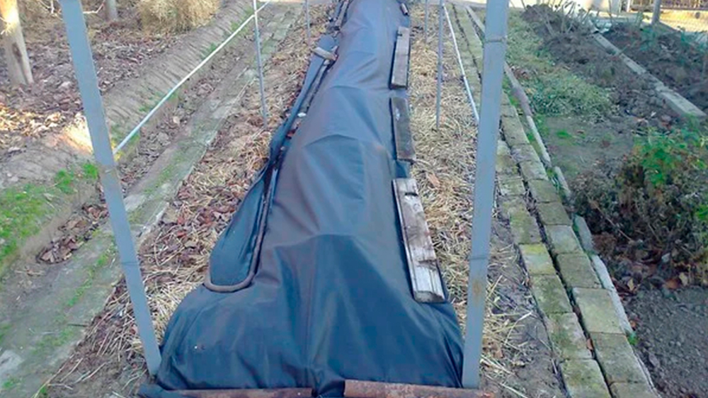 Чим вкривати виноград на зиму: перевірені поради, які допоможуть збільшити врожай у наступному році