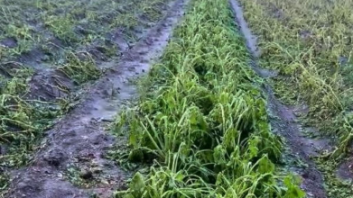 На Волині сильний град побив зернові, городину та автомобілі