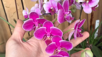 Чому орхідея не цвіте і як це виправити за допомогою лимона