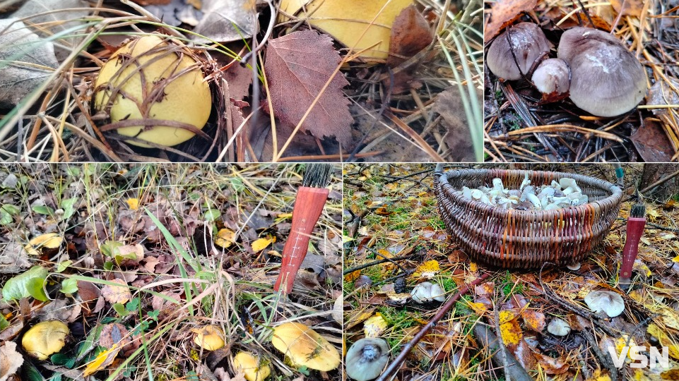 У пошуках зеленого золота: як на Волині збирають зелениці