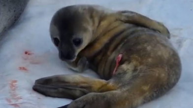 На станції «Вернадський» обирають імена для новонароджених тюленят: просять допомогти