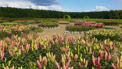 «Волинська Голландія» відкрила осінній квітковий сезон