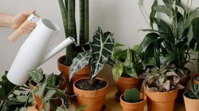 Які вазони ні в якому разі не можна підживлювати попелом: можуть загинути