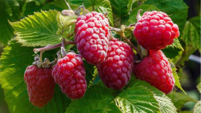 вирощування малини