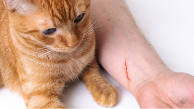 Волинянку на кладовищі вкусило бездомне кошеня, жінка померла від сказу