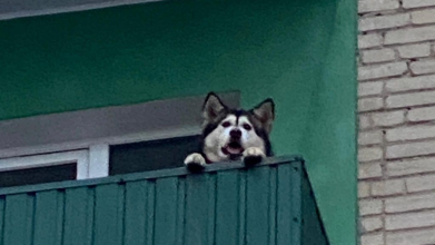 Тварина вила шість годин: у місті на Волині власники закрили на балконі собаку